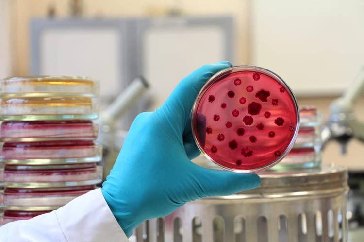 Petri Dish
