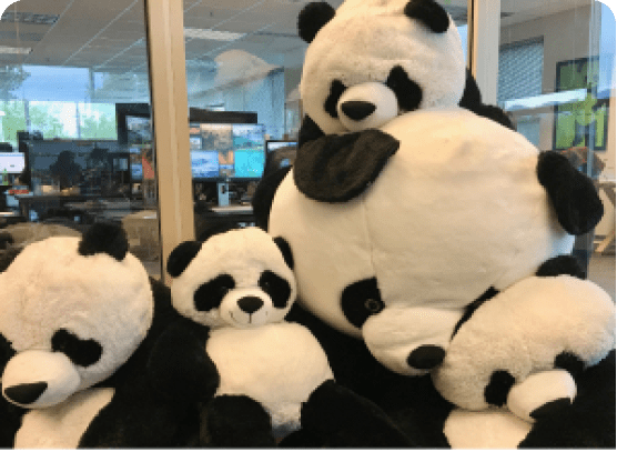 Group of Pandas